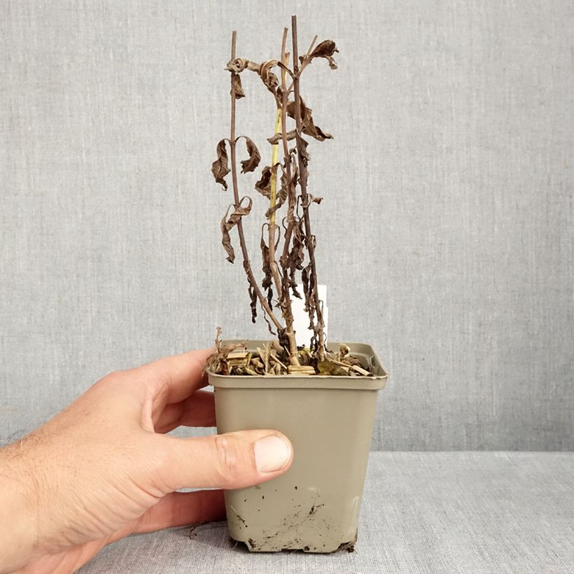 Exemplaar van Veronica longifolia Charlotte - Lange ereprijs Kweekpotje van 8/9 cm zoals geleverd in de herfst