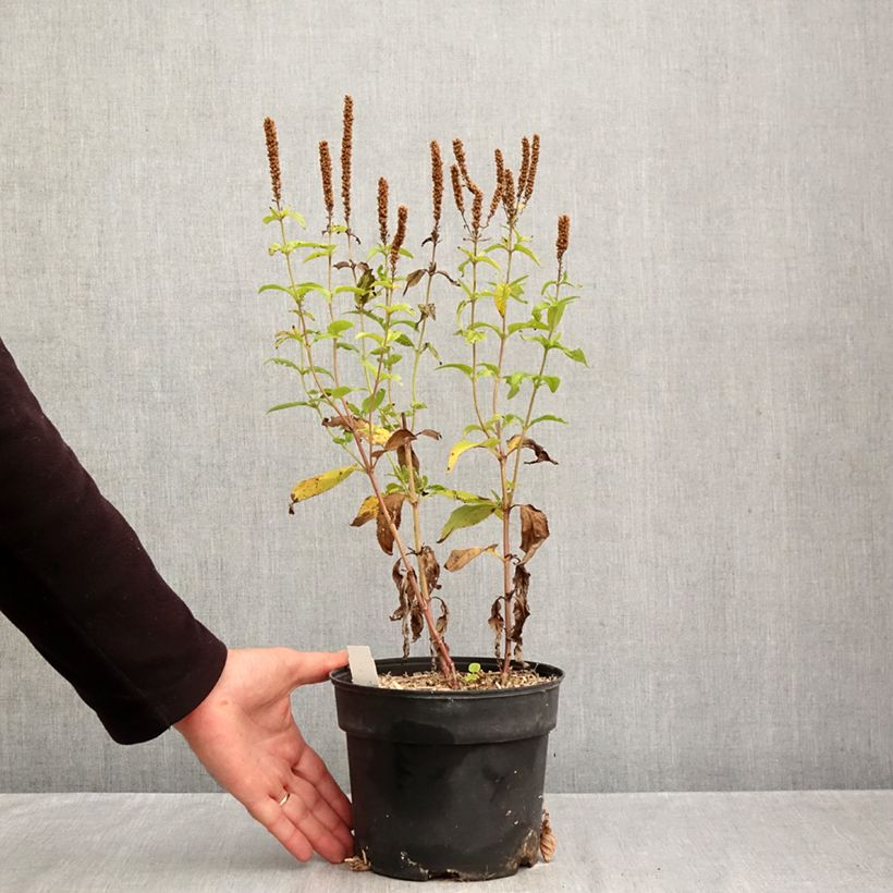 Exemplaar van Veronica longifolia First Glory - Lange ereprijs Pot van 2 l/3 l zoals geleverd in de herfst