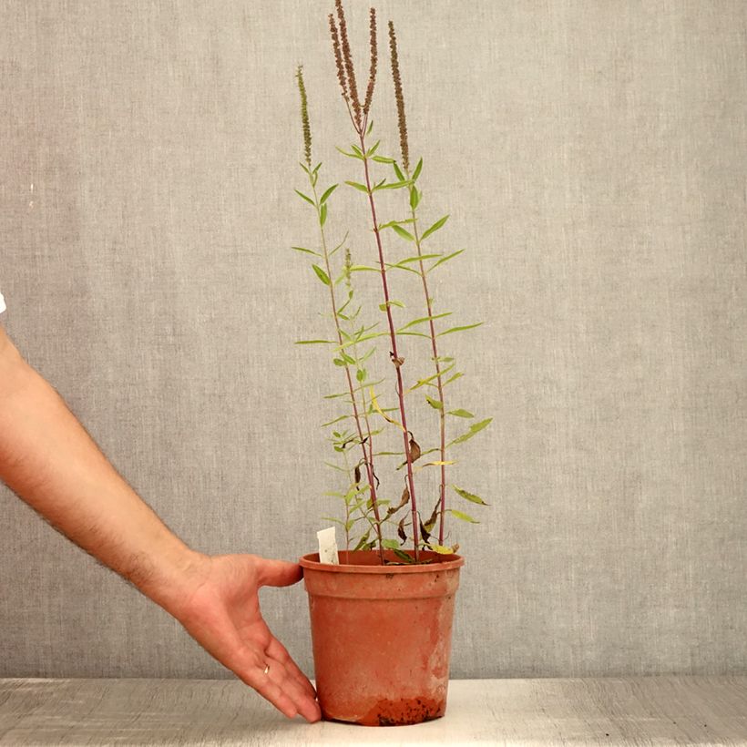 Exemplaar van Veronica longifolia First Glory - Lange ereprijs Pot van 2 l/3 l zoals geleverd in de zomer