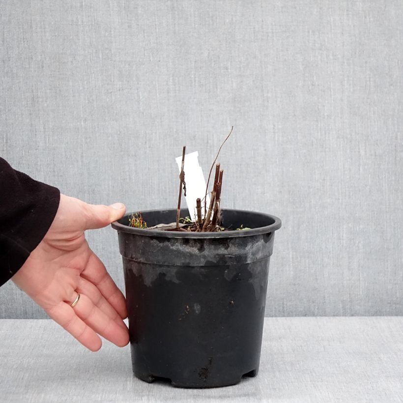 Exemplaar van Veronica longifolia First Glory - Lange ereprijs Pot van 2 l/3 l zoals geleverd in de winter