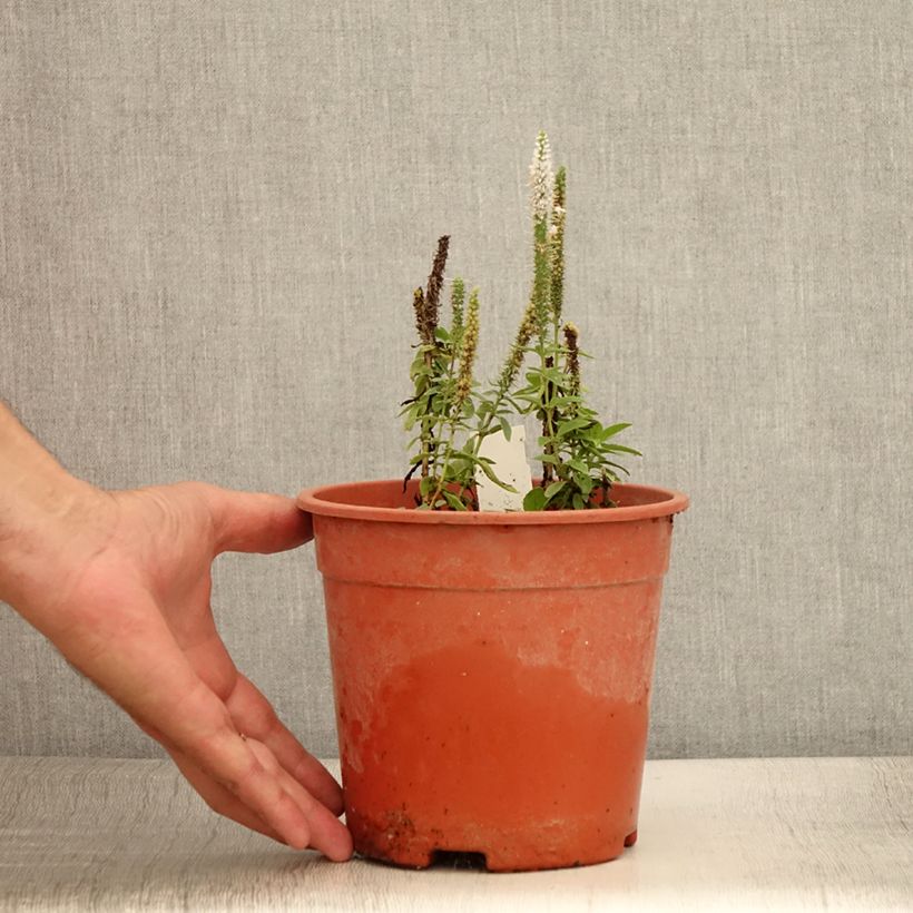 Exemplaar van Veronica longifolia First Lady - Lange ereprijs Pot van 2 l/3 l zoals geleverd in de zomer