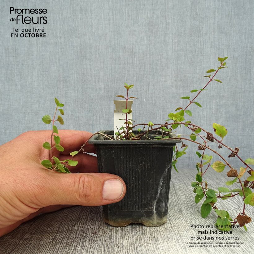 Exemplaar van Veronica petraea - Ereprijs Kweekpotje van 8/9 cm zoals geleverd in de herfst