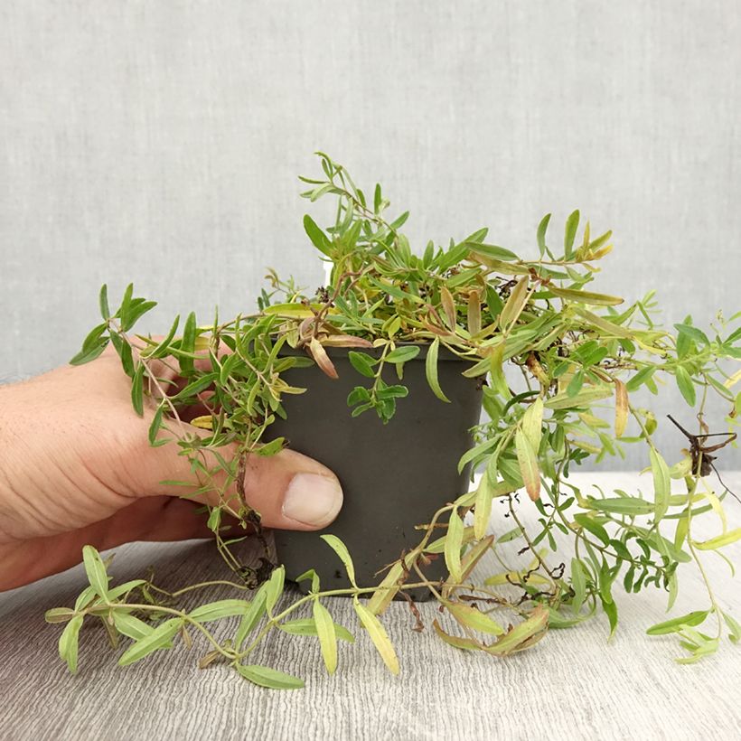 Exemplaar van Veronica prostrata Alba - Liggende ereprijs Kweekpotje van 8/9 cm zoals geleverd in de herfst