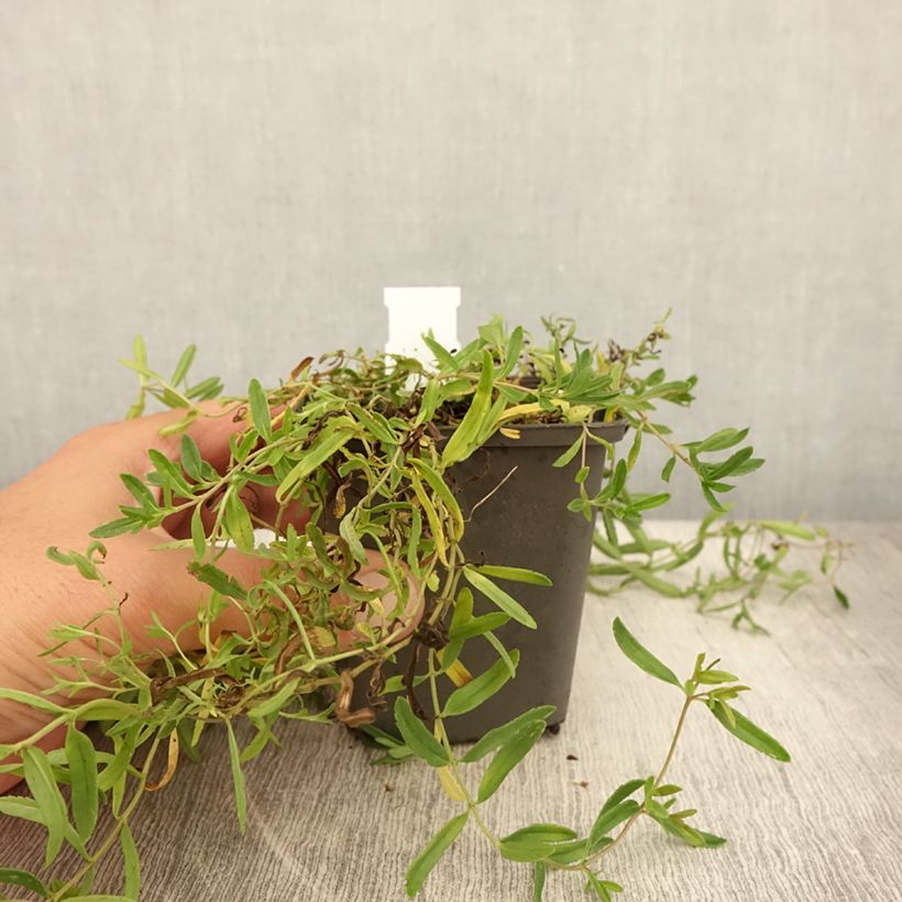 Exemplaar van Veronica prostrata Alba - Liggende ereprijs Kweekpotje van 8/9 cm zoals geleverd in de zomer