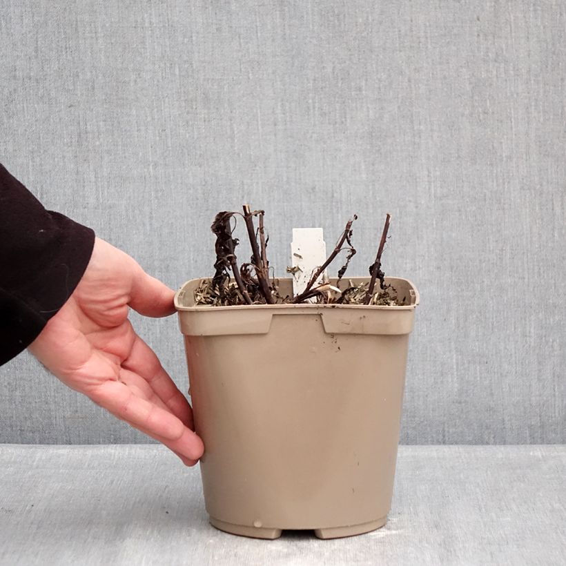 Exemplaar van Veronica Purpleicious - Aar-ereprijs Pot van 2 l/3 l zoals geleverd in de winter