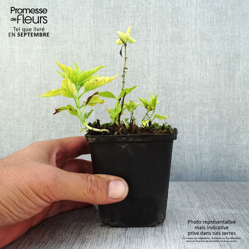Exemplaar van Veronica spicata Alba - Aar-ereprijs Kweekpotje van 8/9 cm zoals geleverd in de zomer