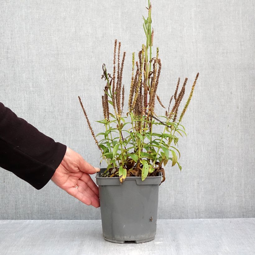 Exemplaar van Veronica spicata Baby Blue - Aar-ereprijs Pot van 2 l/3 l zoals geleverd in de herfst