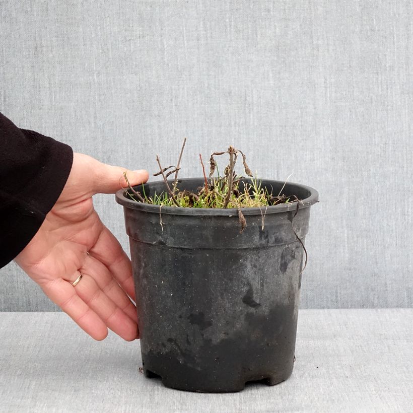 Exemplaar van Veronica spicata Baby Blue - Aar-ereprijs Pot van 2 l/3 l zoals geleverd in de winter