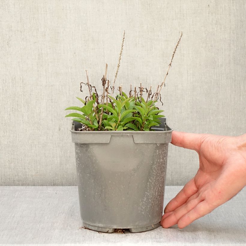 Exemplaar van Veronica spicata Baby Blue - Aar-ereprijs Pot van 2 l/3 l zoals geleverd in de lente