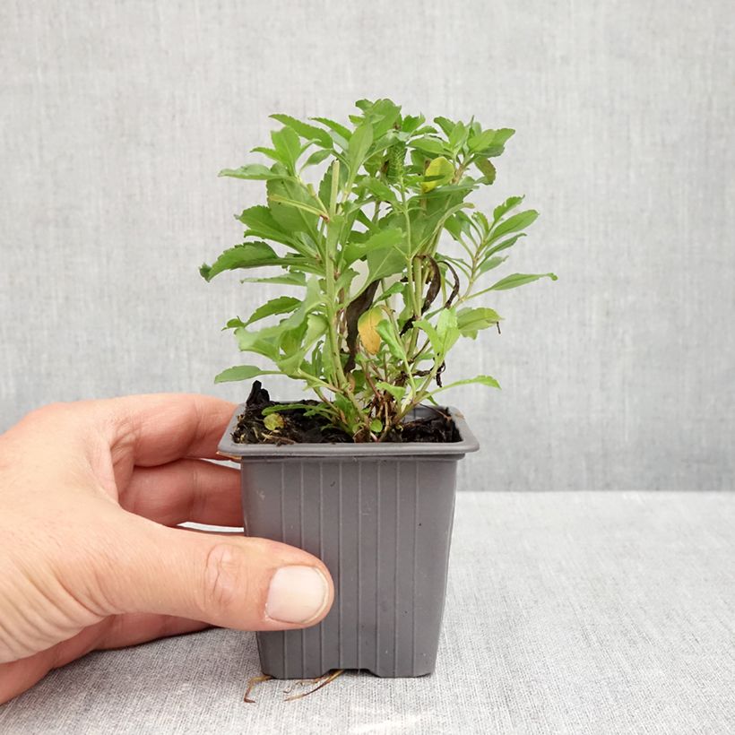 Exemplaar van Veronica spicata Bubblegum Candles - Aar-ereprijs Kweekpotje van 8/9 cm zoals geleverd in de herfst