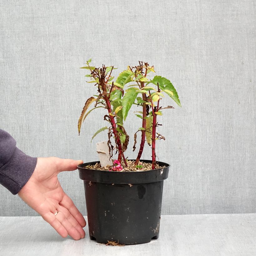 Exemplaar van Veronica First Love - Ereprijs Pot van 1,5 l/2 l zoals geleverd in de herfst