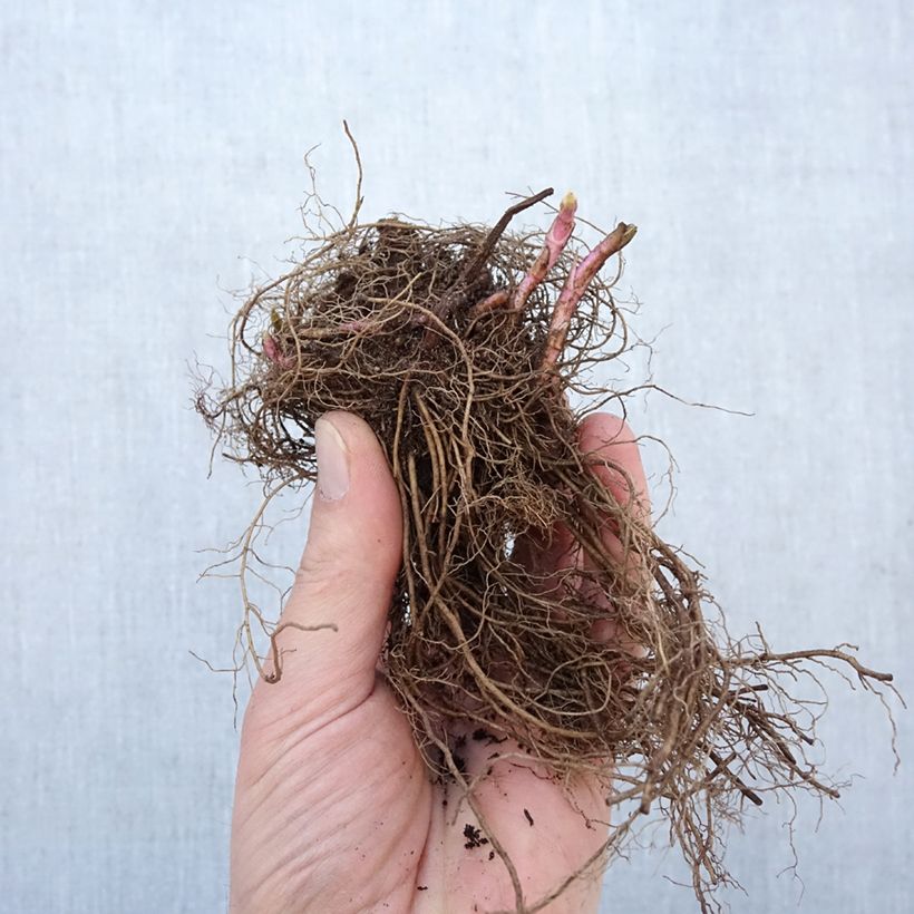 Exemplaar van Veronica First Love - Ereprijs Naakte wortel zoals geleverd in de winter