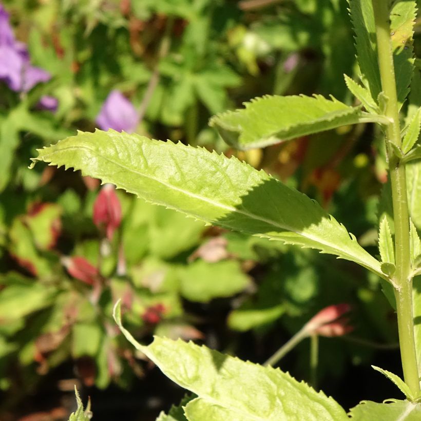 Veronica spicata Icicle - Aar-ereprijs (Blad)