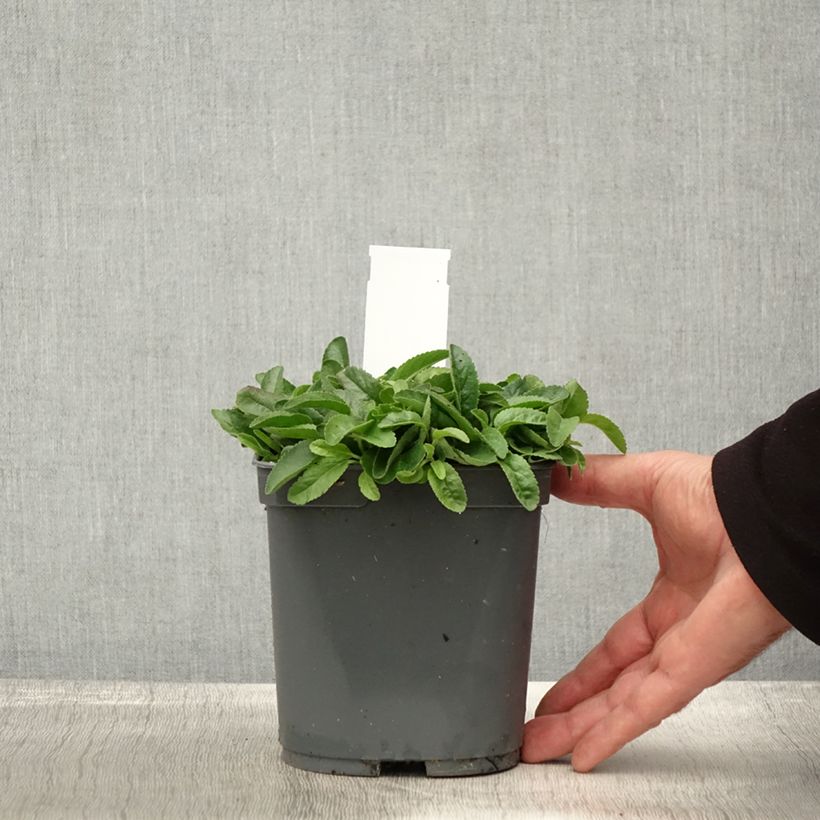Exemplaar van Veronica spicata Nana Blue - Aar-ereprijs Pot van 2 l/3 l zoals geleverd in de herfst