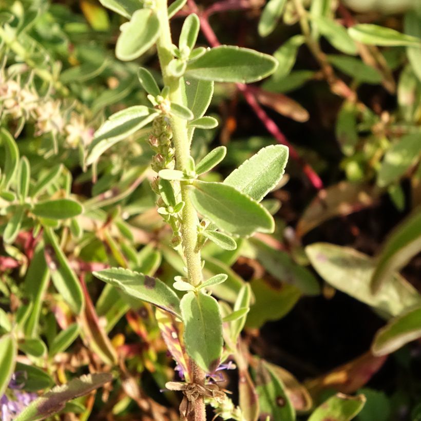 Veronica spicata Nana Blue - Aar-ereprijs (Blad)