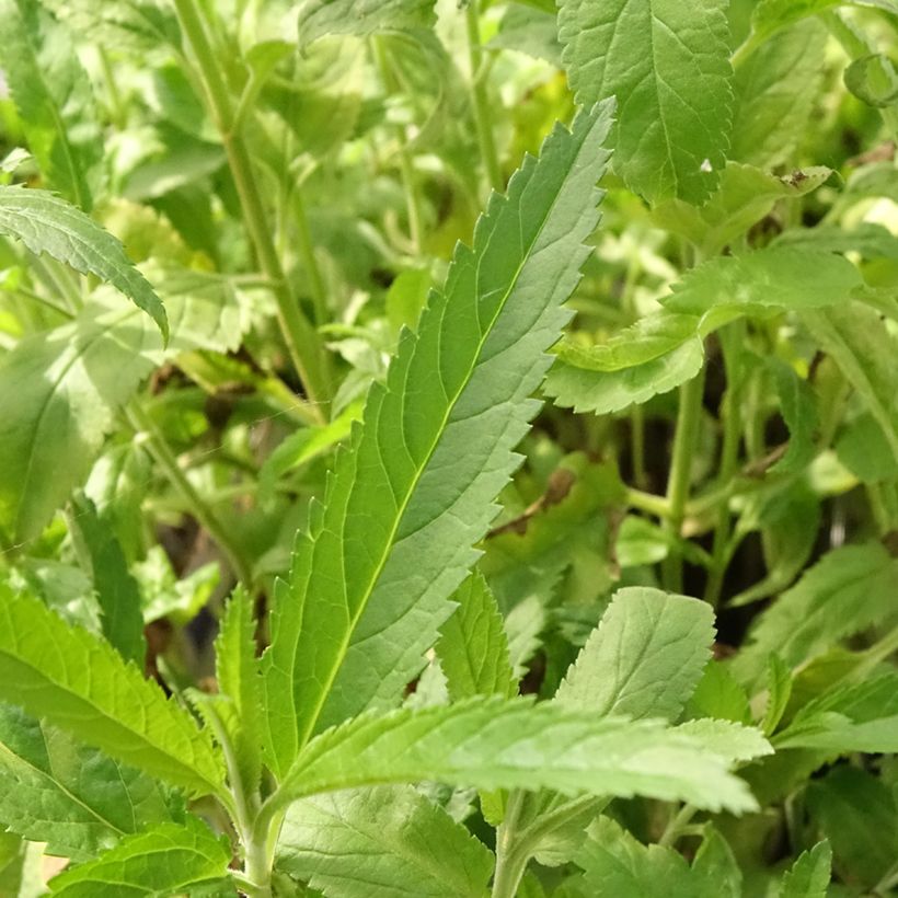 Veronica spicata Rotfuchs - Aar-ereprijs (Blad)