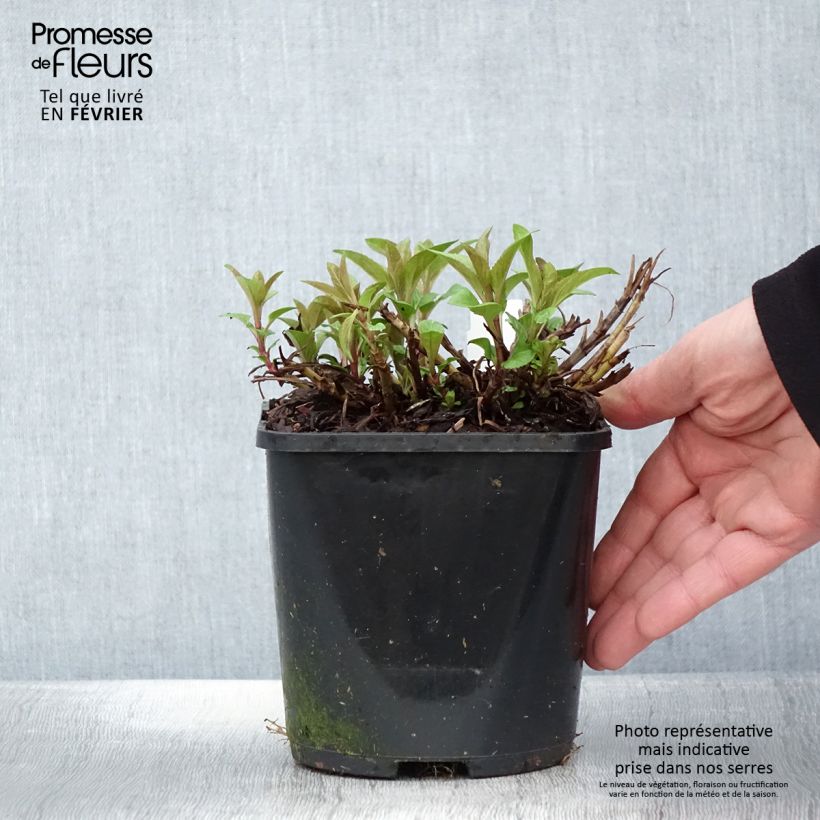 Exemplaar van Veronica spicata Royal Candles Glory - Aar-ereprijs Pot van 1,5 l/2 l zoals geleverd in de winter