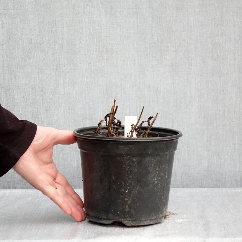 Exemplaar van Veronica spicata Ulster Blue Dwarf - Aar-ereprijs Pot van 2 l/3 l zoals geleverd in de winter