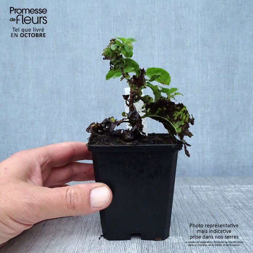 Exemplaar van Veronica Sunny Border Blue - Ereprijs Kweekpotje van 8/9 cm zoals geleverd in de herfst