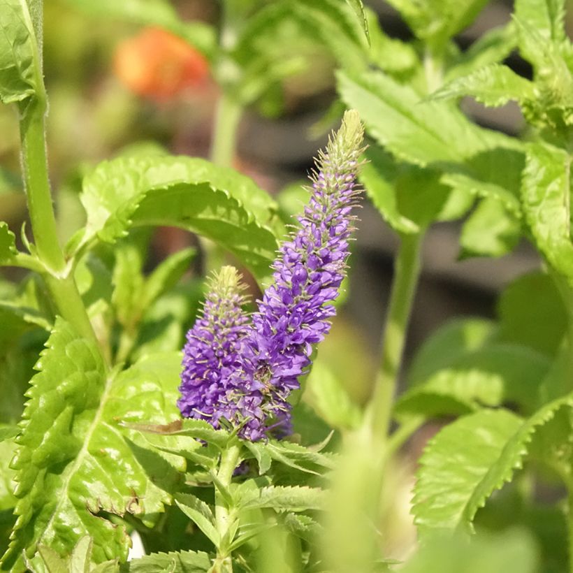 Veronica Sunny Border Blue - Ereprijs (Bloei)