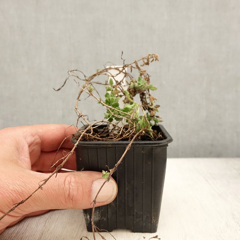 Exemplaar van Veronica surculosa - Véronique drageonnante Kweekpotje van 7/8 cm zoals geleverd in de lente