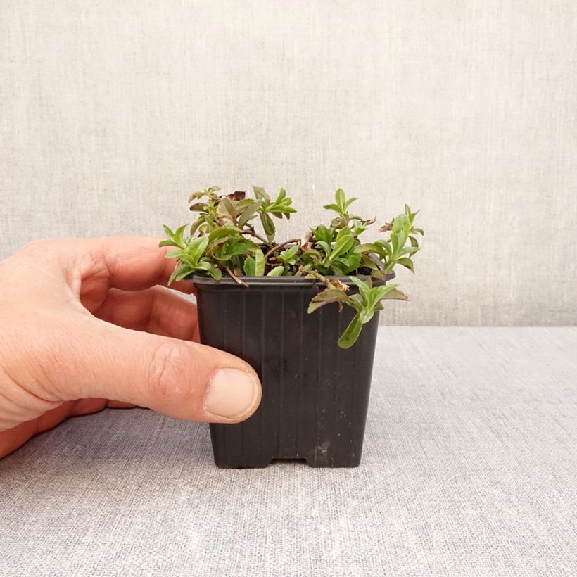 Exemplaar van Veronica Kentish Pink - Winterereprijs Kweekpotje van 8/9 cm zoals geleverd in de lente