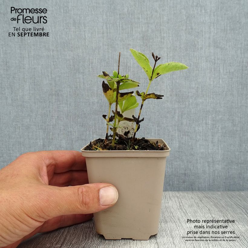 Exemplaar van Veronicastrum sibiricum - Siberische ereprijs Kweekpotje van 8/9 cm zoals geleverd in de zomer