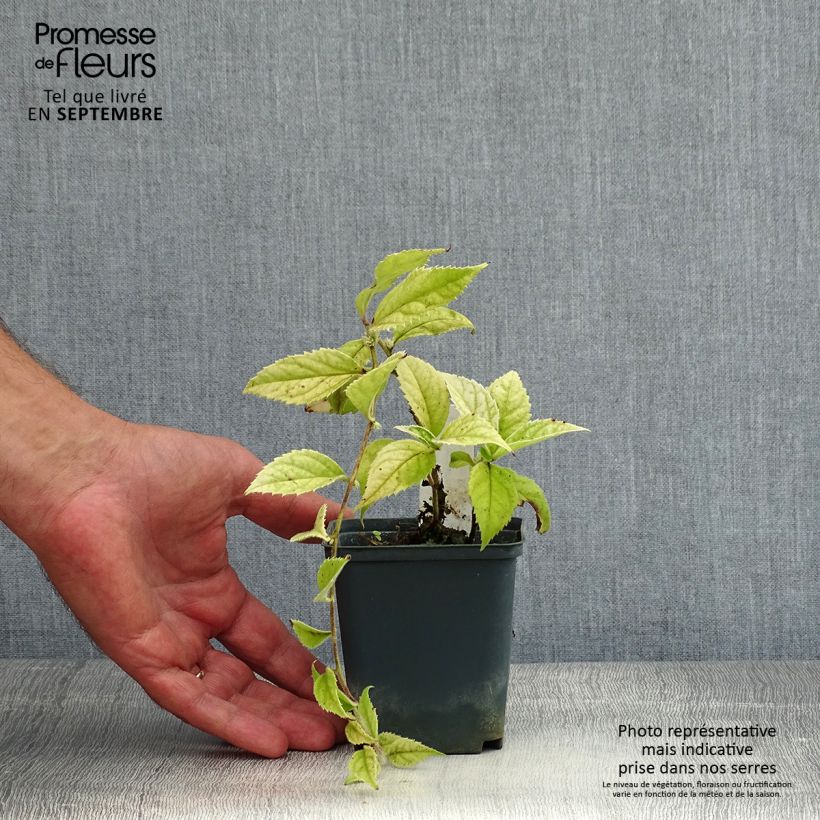 Exemplaar van Veronicastrum villosulum - Virginische ereprijs Kweekpotje van 8/9 cm zoals geleverd in de zomer