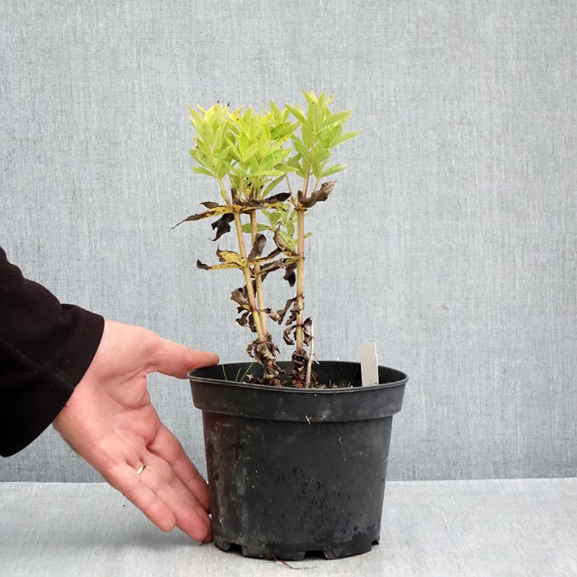 Exemplaar van Veronicastrum virginicum Adoration - Virginische ereprijs Pot van 2 l/3 l zoals geleverd in de herfst