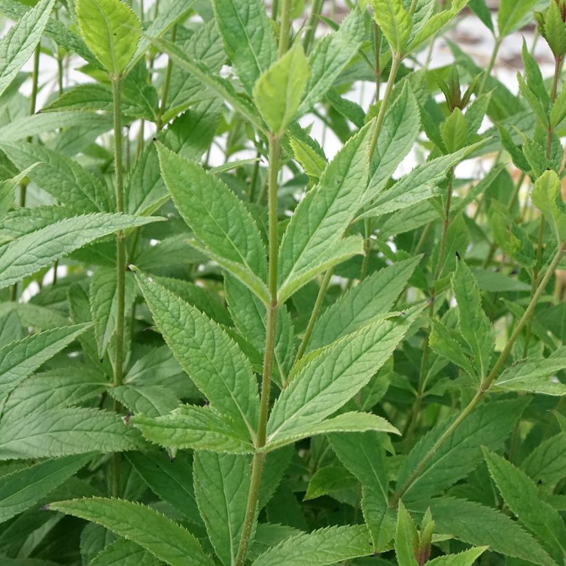 Veronicastrum virginicum Challenger - Virginische ereprijs (Blad)