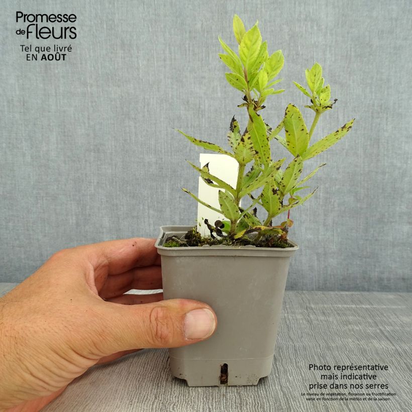 Exemplaar van Veronicastrum virginicum Challenger - Virginische ereprijs Kweekpotje van 8/9 cm zoals geleverd in de zomer