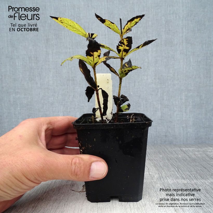 Exemplaar van Veronicastrum virginicum Cupid - Virginische ereprijs Kweekpotje van 8/9 cm zoals geleverd in de herfst