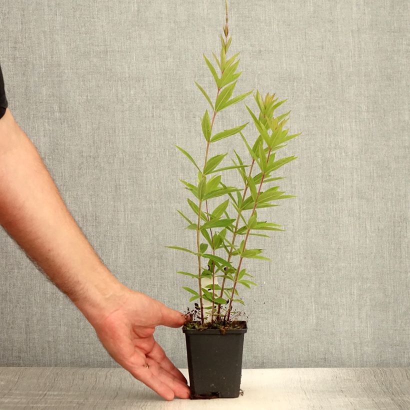 Exemplaar van Veronicastrum virginicum Diana - Virginische ereprijs Kweekpotje van 8/9 cm zoals geleverd in de zomer