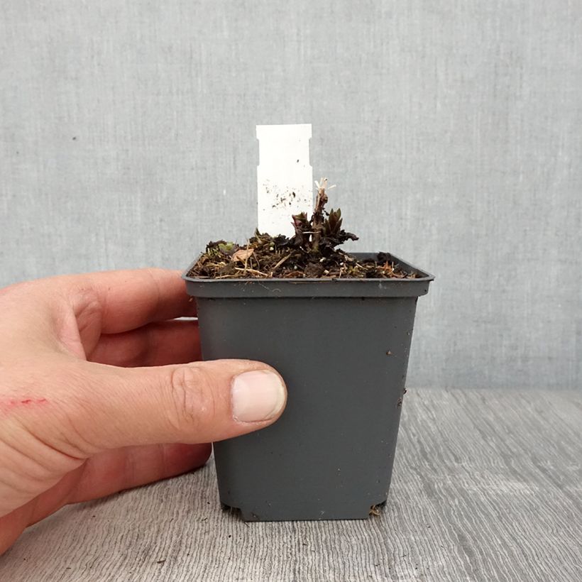 Exemplaar van Veronicastrum virginicum Diana - Virginische ereprijs Kweekpotje van 8/9 cm zoals geleverd in de lente