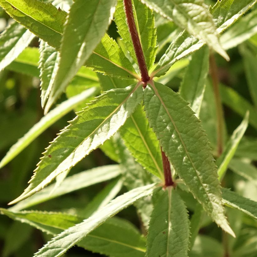 Veronicastrum virginicum Diana - Virginische ereprijs (Blad)