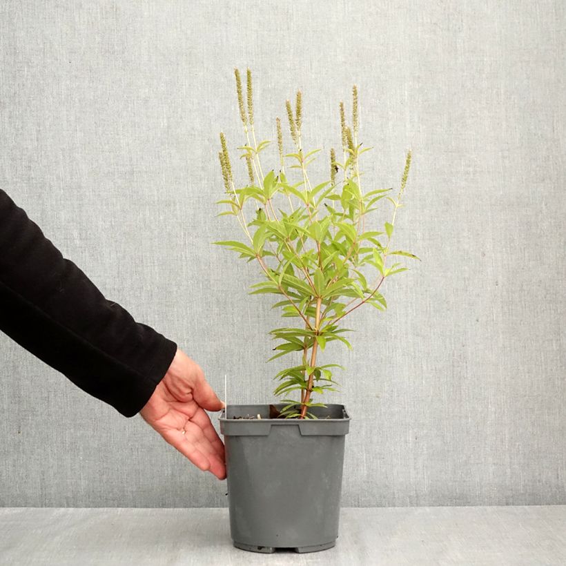 Exemplaar van Veronicastrum virginicum Fascination - Virginische ereprijs Pot van 2 l/3 l zoals geleverd in de herfst