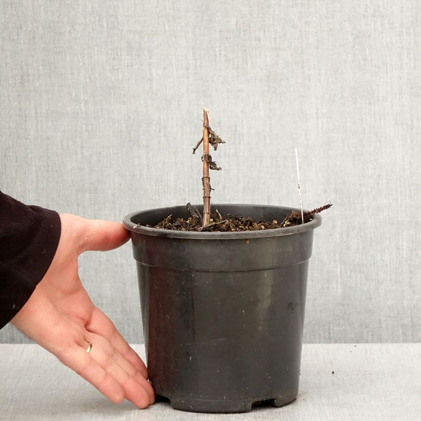 Exemplaar van Veronicastrum virginicum Fascination - Virginische ereprijs Pot van 2 l/3 l zoals geleverd in de lente