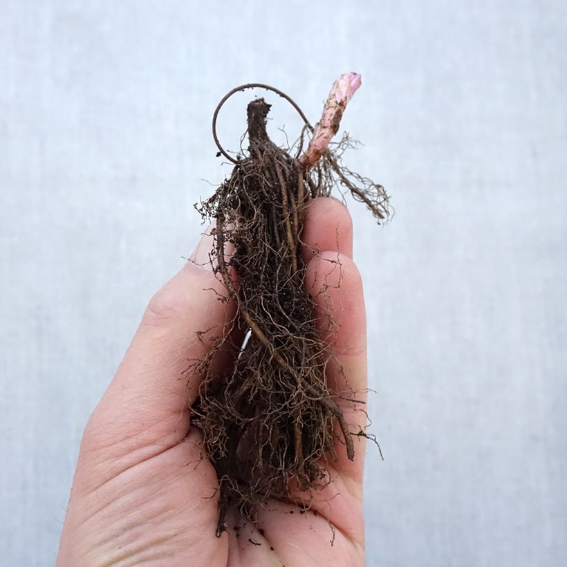 Exemplaar van Veronicastrum virginicum Fascination - Virginische ereprijs Naakte wortel zoals geleverd in de winter