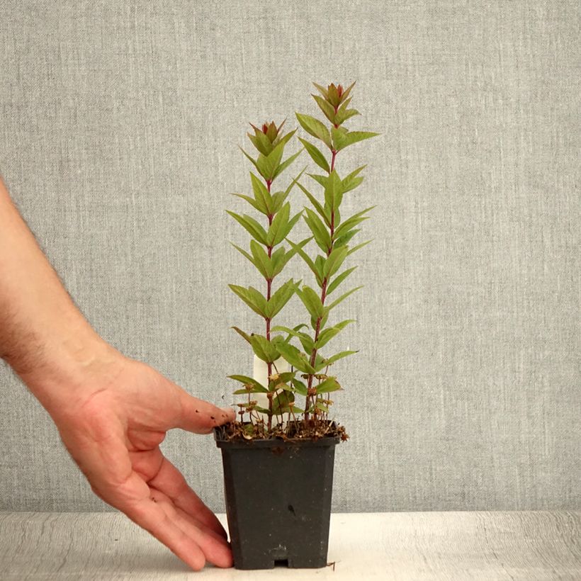 Exemplaar van Veronicastrum virginicum Kleine Erika - Virginische ereprijs Kweekpotje van 8/9 cm zoals geleverd in de zomer
