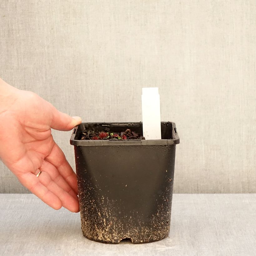 Exemplaar van Veronicastrum virginicum Lavendelturm - Virginische ereprijs Pot van 2 l/3 l zoals geleverd in de winter