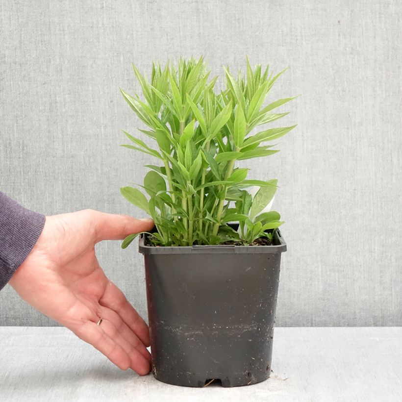 Exemplaar van Veronicastrum virginicum Lavendelturm - Virginische ereprijs Pot van 2 l/3 l zoals geleverd in de lente