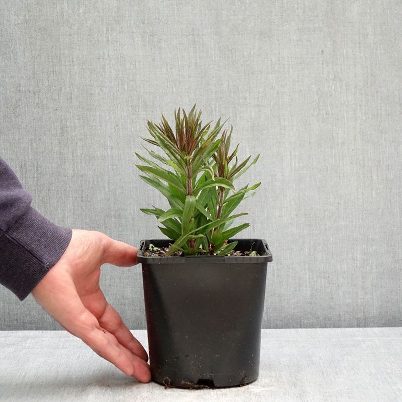 Exemplaar van Veronicastrum virginicum Pink Glow - Virginische ereprijs Pot van 2 l/3 l zoals geleverd in de lente