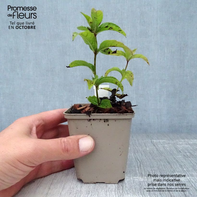 Exemplaar van Veronicastrum virginicum Red Arrows - Virginische ereprijs Kweekpotje van 8/9 cm zoals geleverd in de herfst