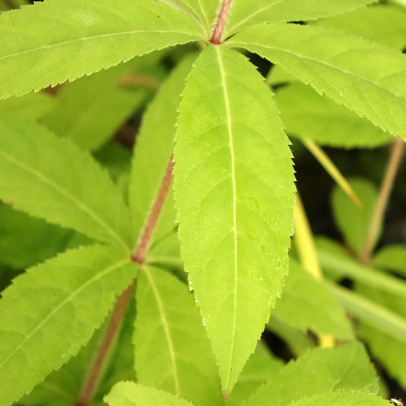 Veronicastrum virginicum Temptation - Virginische ereprijs (Blad)