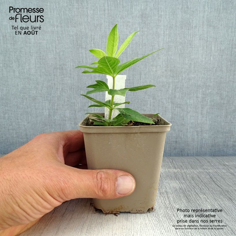 Exemplaar van Veronicastrum virginicum Apollo - Virginische ereprijs Kweekpotje van 8/9 cm zoals geleverd in de zomer