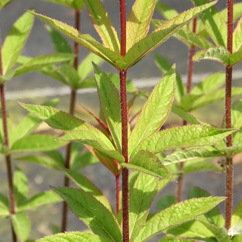Veronicastrum virginicum Apollo - Virginische ereprijs (Blad)