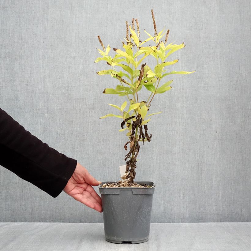 Exemplaar van Veronicastrum virginicum Apollo - Virginische ereprijs Pot van 2 l/3 l zoals geleverd in de herfst