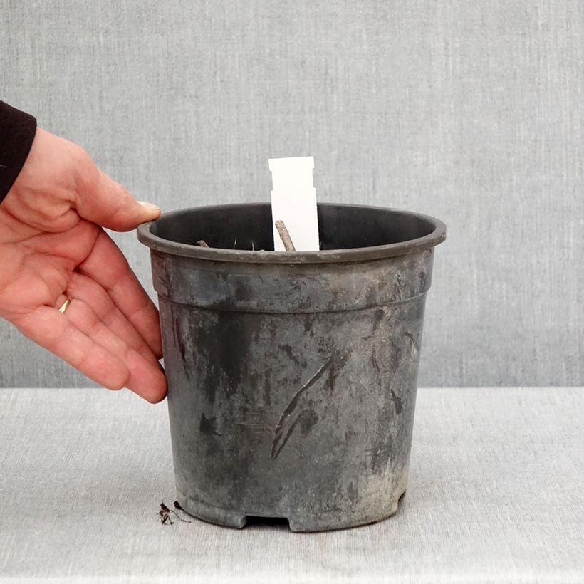 Exemplaar van Veronicastrum virginicum Apollo - Virginische ereprijs Pot van 2 l/3 l zoals geleverd in de lente