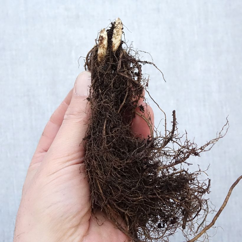 Exemplaar van Veronicastrum virginicum Apollo - Virginische ereprijs Naakte wortel zoals geleverd in de winter