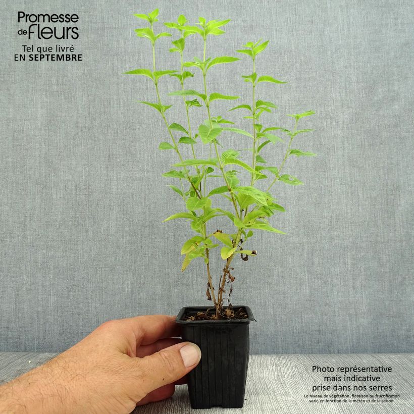 Exemplaar van Citroenverbena - Aloysia triphylla (jonge planten) Kweekpotje van 7/8 cm zoals geleverd in de herfst
